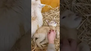 POV: Your Goat Delivers The First Baby Goat At Your Sanctuary l The Dodo