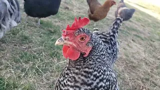 Barred Plymouth Rock Chickens are like Dogs! #backyardchickens