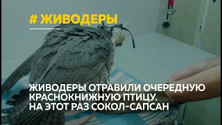 Живодеры отравили краснокнижного сокола-сапсана