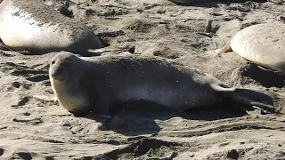 1/9/22 Birth of an Elephant Seal, Piedras Blancas rookery