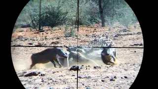 warthog hunting