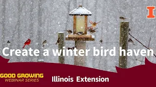 Create a Winter Bird Haven #birds