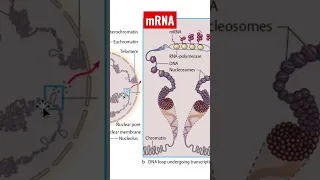 Understanding mRNA: What Is mRNA and How Does It Work?