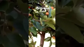 persimmon farming in it's climax level kitui kenya