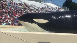 Killer Whales Up Close | SeaWorld San Diego (Full Show)