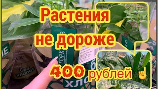 Комнатные РАСТЕНИЯ не дороже 400 рублей! ☝️