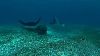 Manta Rays in Karang Makassar, Komodo National Park