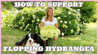 Hydrangea Care Tip - How to Support Flopping Hydrangeas - Kelly Lehman