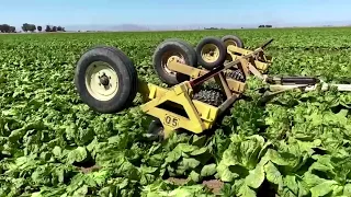 Farmers forced to destroy crops they can't sell to restaurants