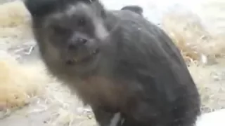 Смешные обезьяны  Funny Monkey  Страшно смешная