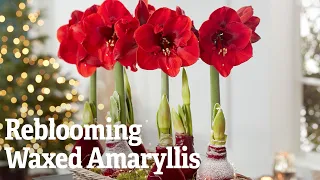Getting Amaryllis to Bloom Again | Gardener's Supply