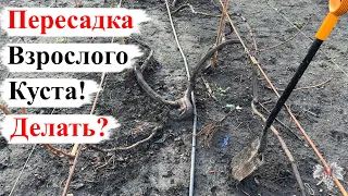 ПЕРЕСАДКА ВЗРОСЛОГО Куста ВИНОГРАДА! Стоит ли ЭТО ДЕЛАТЬ?