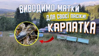 Як ми виводимо якісні матки! Запорука хорошої пасіки.