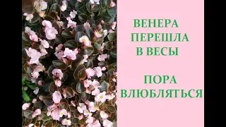 Венера перешла в Весы. Пора влюбляться