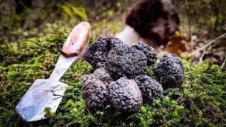 Truffle Hunting - Tartufi Aga I Ja- Tuber Aestivum 07 Novembar 2020