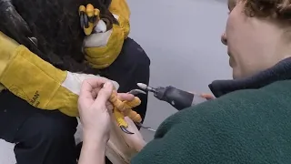 Retired 33-year-old bald eagle gets a pedicure