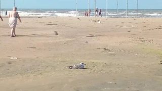 Жирная чайка лежит на песке после шторма, и никого не боится