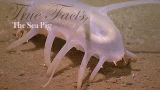 True Facts About The Sea Pig