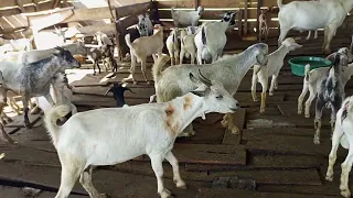 Goat Rearing at Buzibwera Green Acres Farm Uganda. Its not about Numbers