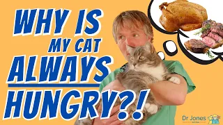 Why Is Your Cat Always Hungry?