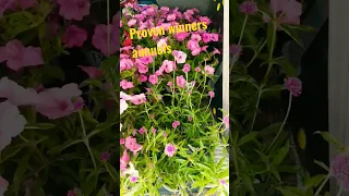 Supertunia vistas.#provenwinnersplants, #gardening,#gardenideas