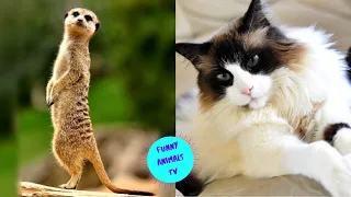 Приколы с животными | Смешные Животные | Лучшие Приколы | Смешные Коты Кошки Funny Cats  (36)