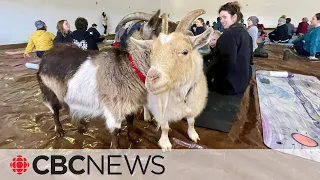 Goat yoga takes downward dog to another level