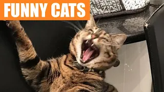 Funny Cat Videos - The Funniest Cats Will Make You Laugh!