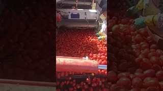 Tomato Harvest in Full Swing in Italy | Harvester Made by P. Barigelli & C. SRL Italy | #shorts