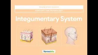 Integumentary System Part 1