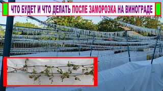 🍇 Заморозок на винограде! ВИНОГРАД ВЫМЕРЗ, что будет дальше! Какое УКРЫТИЕ ВИНОГРАДА СРАБОТАЛО!