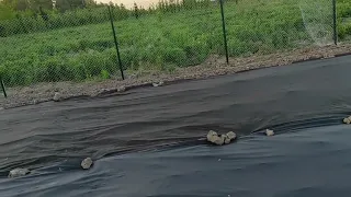 🇺🇦Посадка перцю 🌶️ під агроволокно @посадила помідори🇺🇦