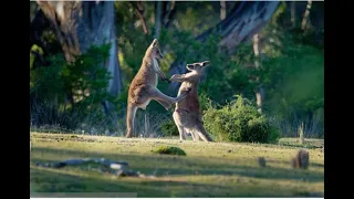 10 TOP Kangaroo Boxing Fight | Life story| ABC Earth