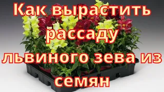 Как вырастить рассаду львиного зева из семян