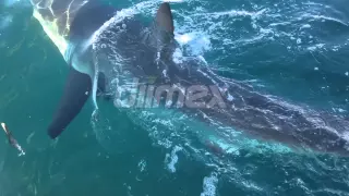 Great White Shark close encounter off Foster, NSW Australia