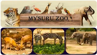 A Day at Mysore Zoo || A trip to Mysore Zoo – Full Video || Mysore Zoo || Mysore zoo Animals  ✔