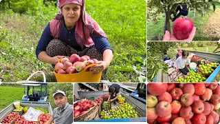 Bahçeden 🍎 🍏 elma topluyoruz öğlen yemeği 🥗