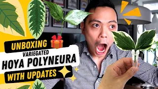 UNBOXING RARE HOYAS 😮 Hoya Polyneura Outer Variegated & Broget | WITH UPDATES 💚 Wish list plants 😍