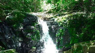 Birds chirping, babbling brook in autumn forest