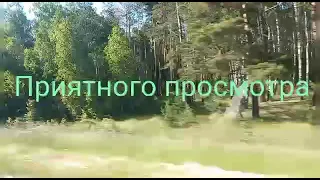 Везём нашего козлика в новый гарем!!