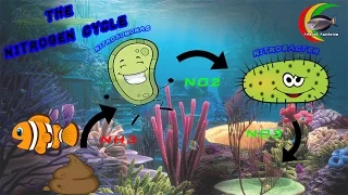 How To Setup a Fish Tank Step 1 The Aquarium Nitrogen Cycle