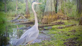 Alligator Chases Great Blue Heron in Epic Swamp Wildlife Trail Cam Footage!