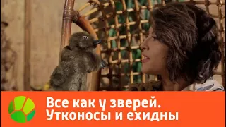 Все как у зверей. Утконосы и ехидны | Живая Планета