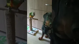 ⚡Рубик⚡ и страшная женщина попугаиха angry bird ягдтерьер jagdterrier parrot