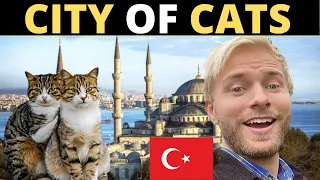 The CITY of CATS? (Turkey)