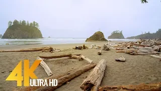 4K Second Beach Trail, Olympic National Park - 10-bit Color Relax Video with Ocean Waves Sounds