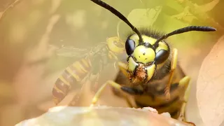 Wasp   Animal Fact Files 2
