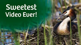 Discovering a Crested Grebe Nest Changeover - Nikon Z8