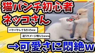 【2ch動物スレ】猫パンチLv.1の子ネッコが可愛すぎる → 予想外の動きに悶絶www