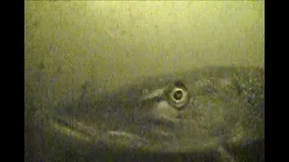 Cold Front Northerns !!    (Underwater Footage)#aquavu